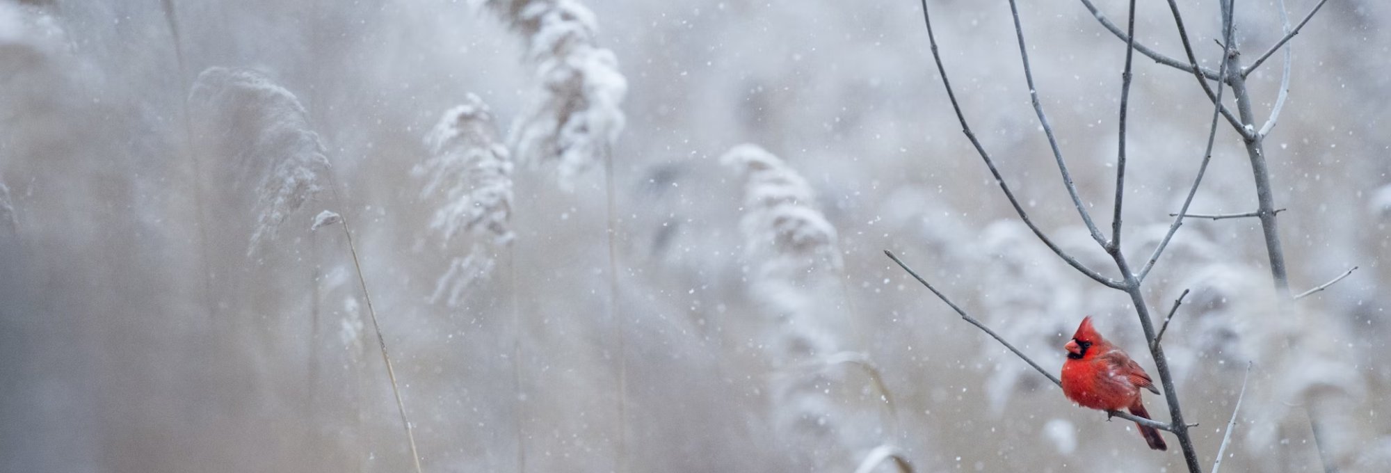 Snowy scene with a red cardinal sitting in a tree